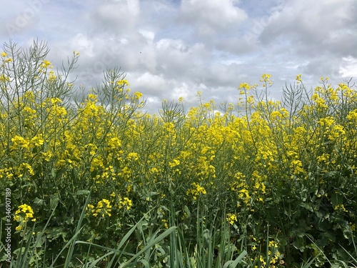 field of dandelions