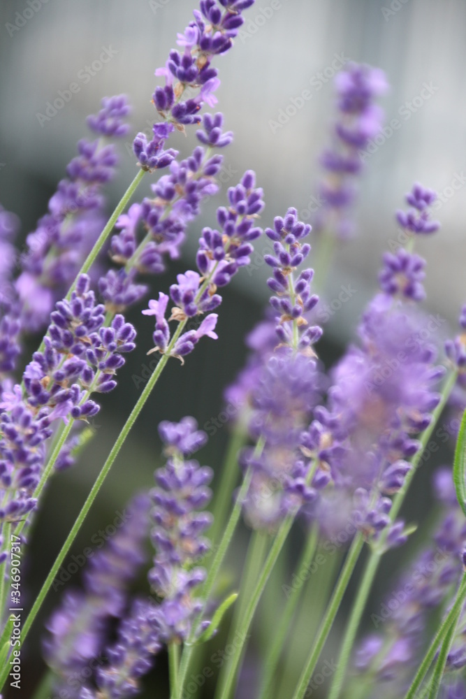 Obraz premium Lavendel