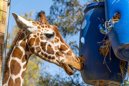 Photography A giraffe eating