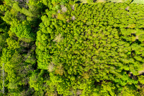 Summer warm sun light forest aerial view. Drone view on green forest