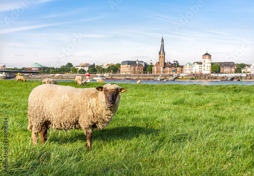 Rheinschafe, Düsseldorf, Deutschland