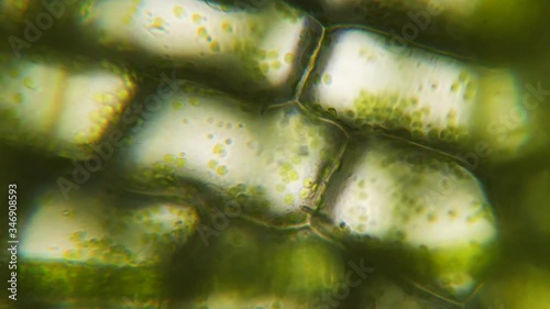 Chloroplast under a microscope. Cell division. Cell structure. Cell division. View of leaf surface showing plant cells under microscope. Virus infection. Green plant cells under microscope. GMO. DNA. photo