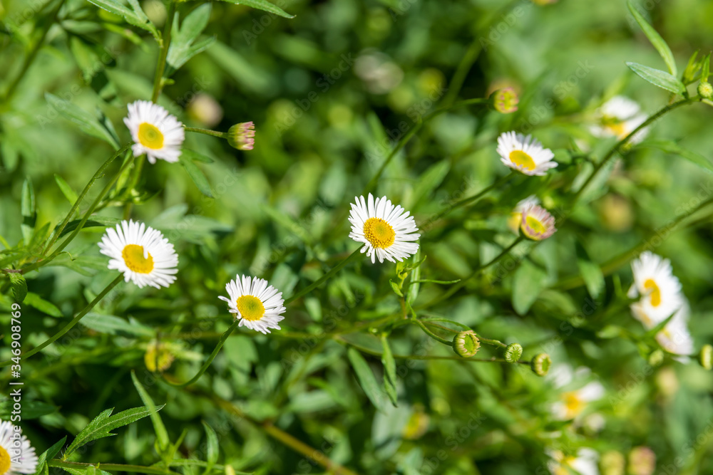 Field of daisies on a sunny summer morning. Selective focus. Field of daisies on a sunny summer morning. Selective focus.