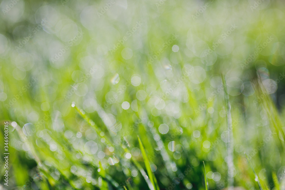 natural green grass bokeh background natural green grass bokeh background
