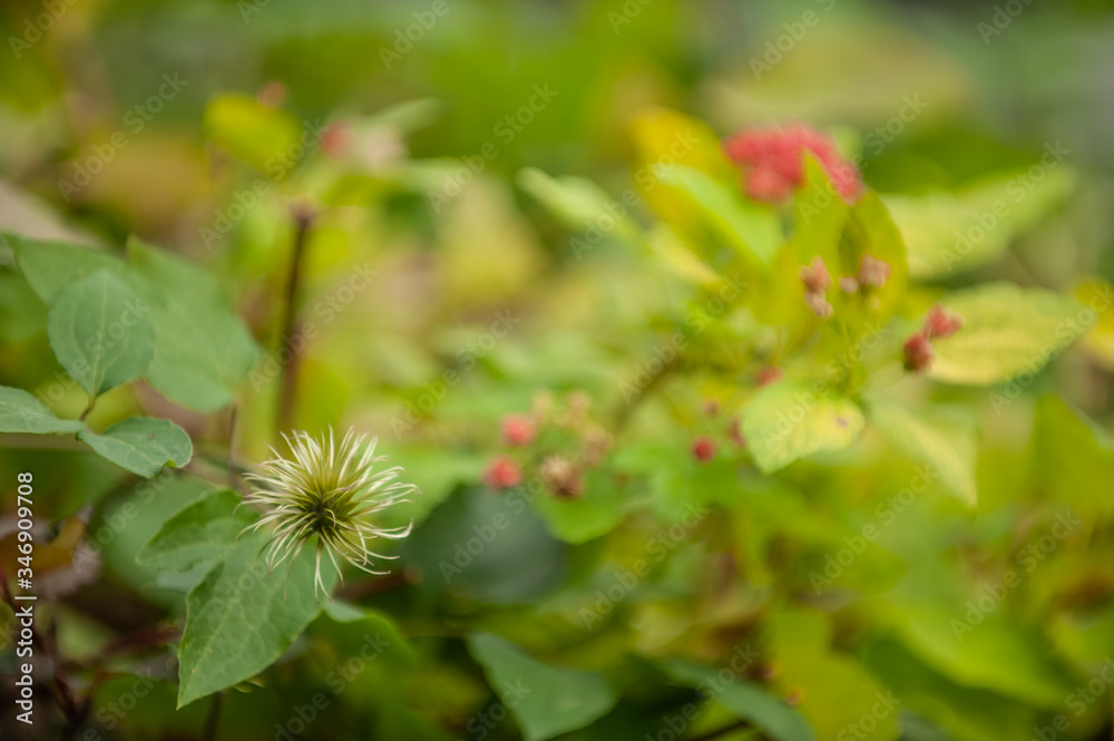 Clematis verblüht vor unscharfem Hintergrund Blasenspiere