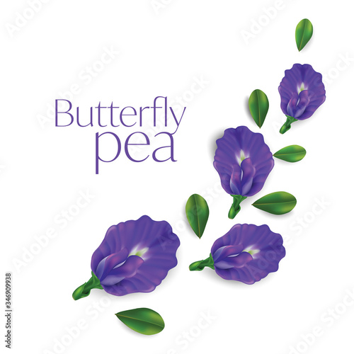 Butterfly pea flower vector illustration on white background , Clitoria ternatea
