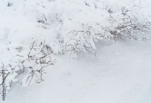 Snow covered on branches in the winter