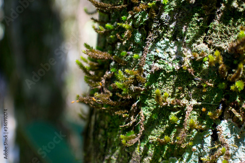 Gramineas, mato, nature