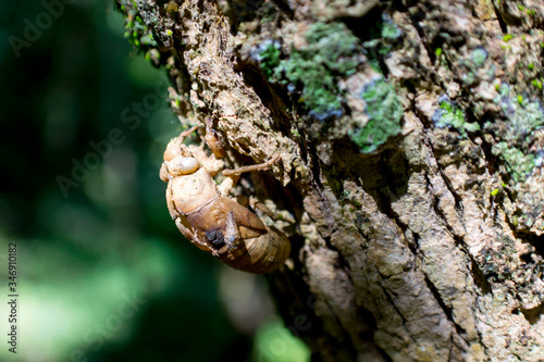 Casca de Cigarra