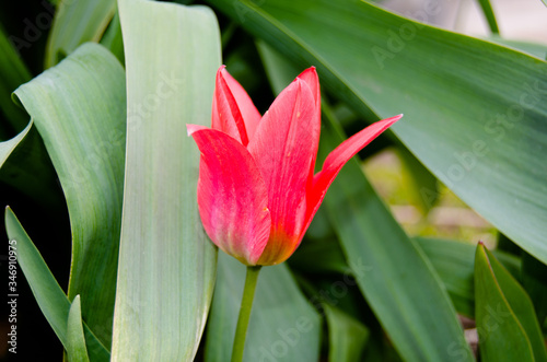 Photo of red tulips in spring