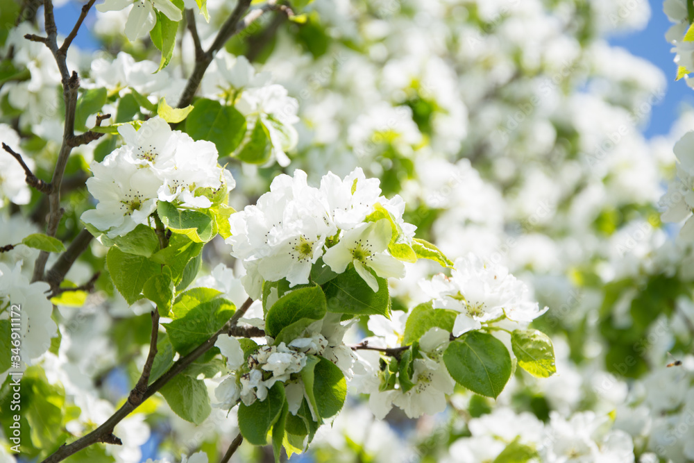 blossoming apple tree in spring blossoming apple tree in spring
