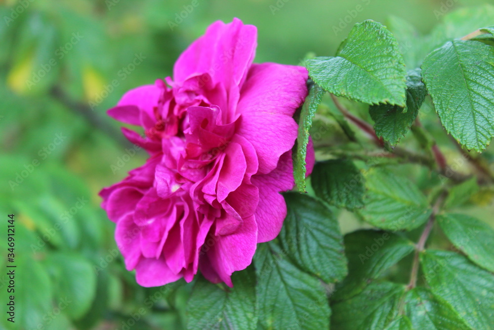 Pink Flower in Icelandic landscape Pink Flower in Icelandic landscape