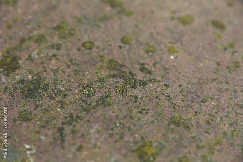 backdrop with rust and moss on metal backdrop with rust and moss on metal