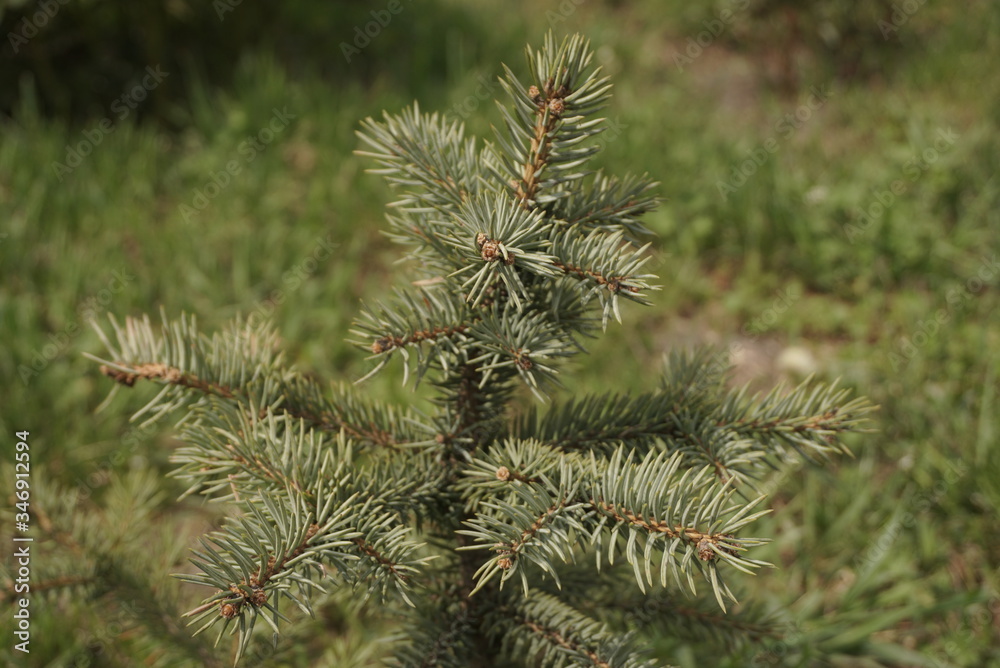 young blue fir tree growing in the garden young blue fir tree growing in the garden