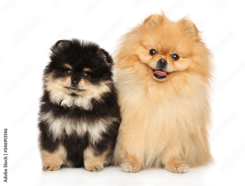 Two Spitz on a white background