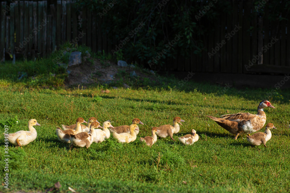Fototapeta premium A duck leads its ducklings across the road. Mother duck with little ducklings.
