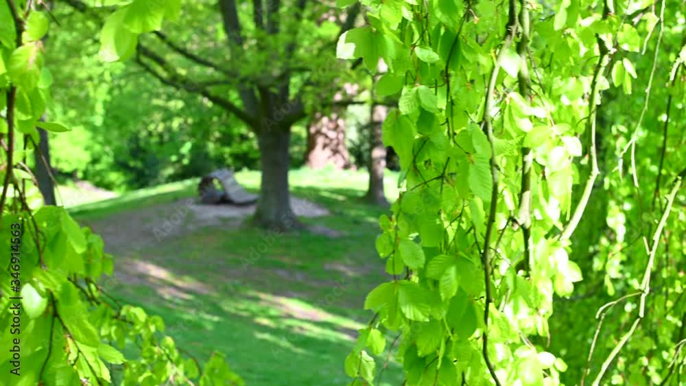 a camera pan in a large tree where the branches and leaves have created a protected area on the trunk a camera pan in a large tree where the branches and leaves have created a protected area on the trunk