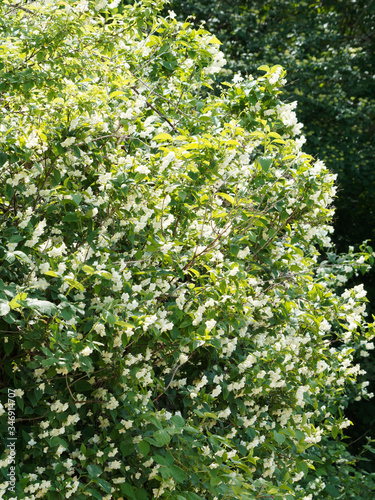 Philadelphus coronarius | Europäische Pfeifenstrauch oder Duftjasmin in voller Blüte, Gartenschönheit und dekorativer Heckenbaum. 