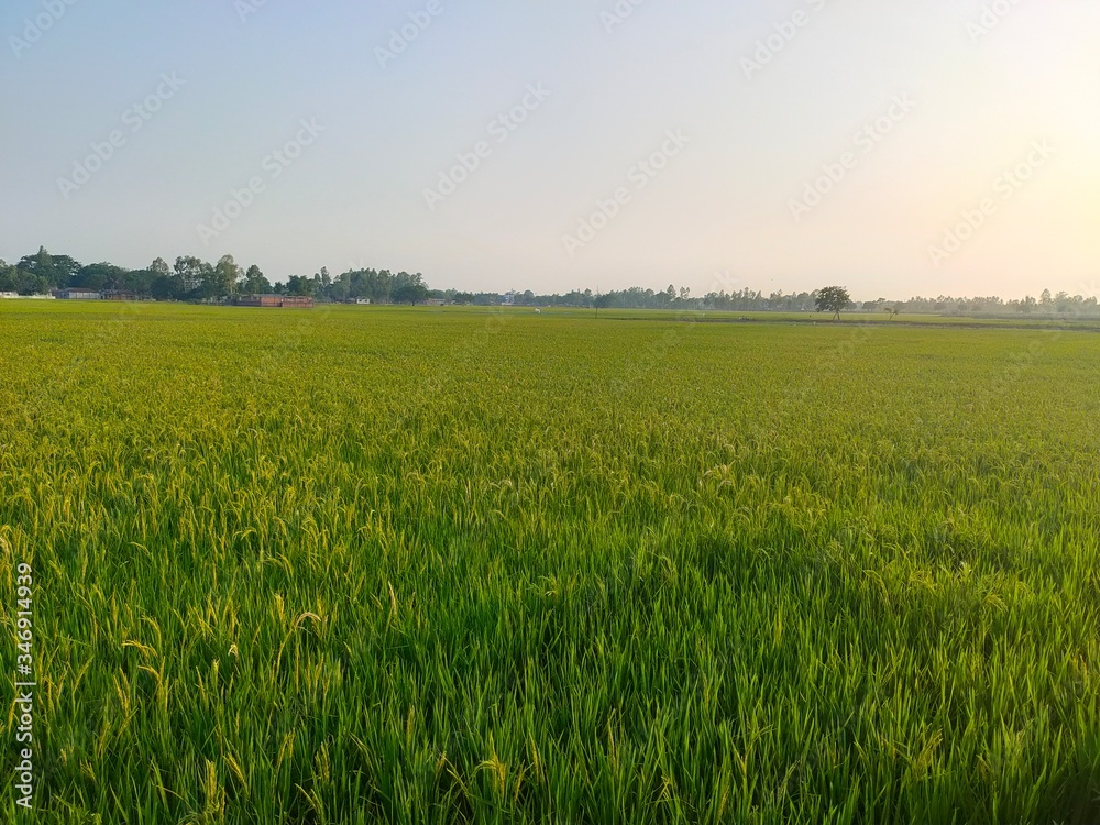 green wheat field and sky background green wheat field and sky background