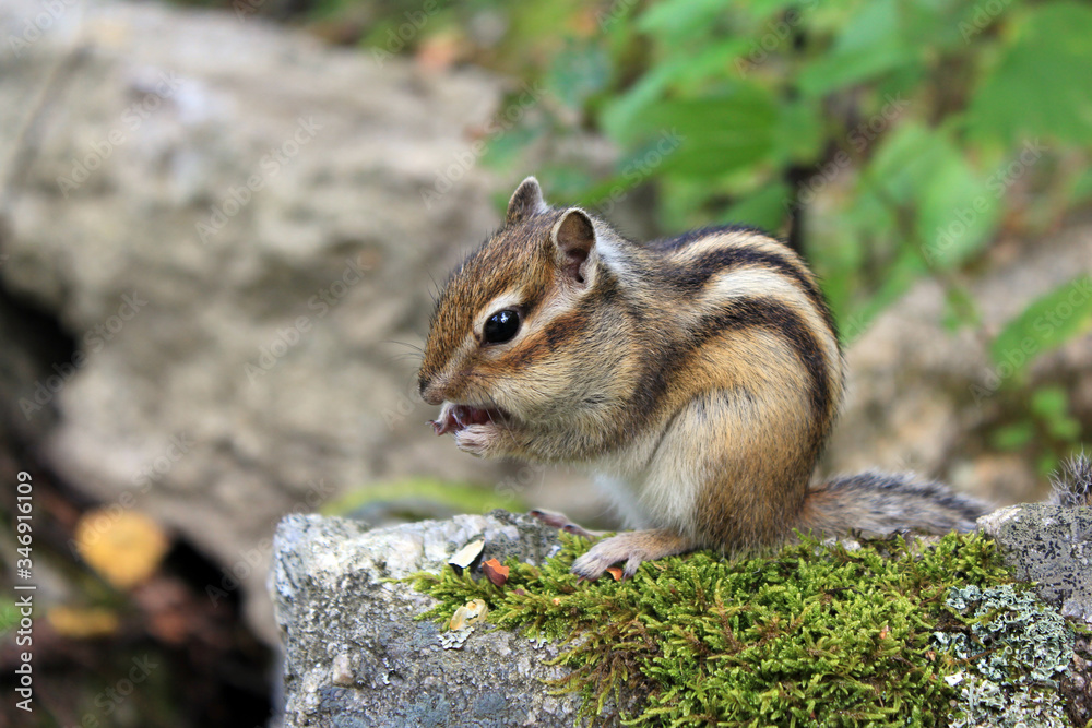 Lunch of the little chipmunk. Meeting on a forest path. Lunch of the little chipmunk. Meeting on a forest path.