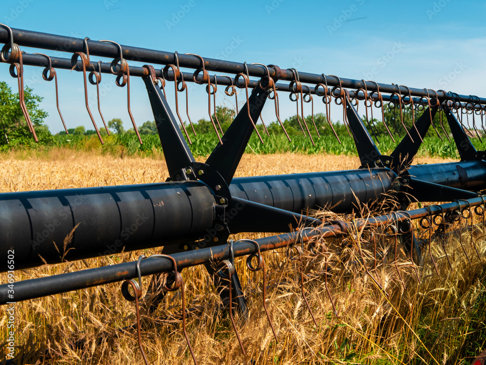 Wheat harvesting in the summer. Red harvester working in the field. Golden ripe wheat harvest agricultural machine harvester on the field.