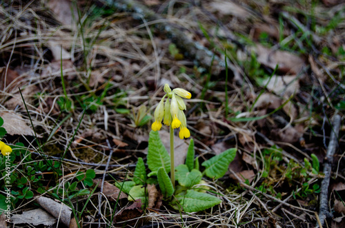 Photo of wild primrose photo in the forest