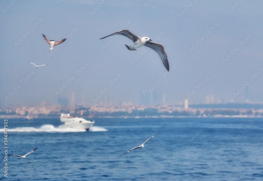 Seagulls over the Bosphorus Strait in Istanbul