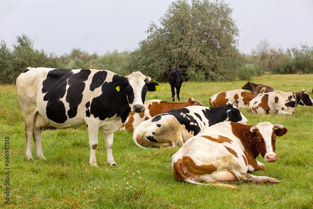 Rural cows graze on a green meadow. Rural life. Animals. agricultural country