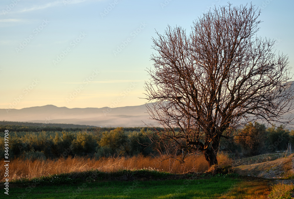Lonely bare tree and agricultural fields during sunset, Granada, Spain