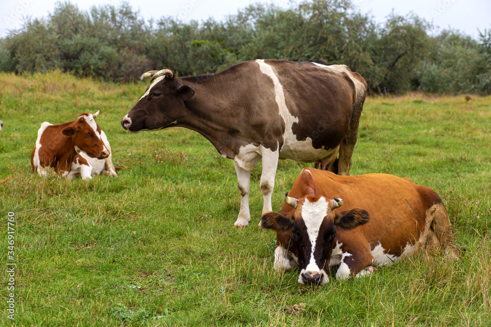 Rural cows graze on a green meadow. Rural life. Animals. agricultural country Rural cows graze on a green meadow. Rural life. Animals. agricultural country