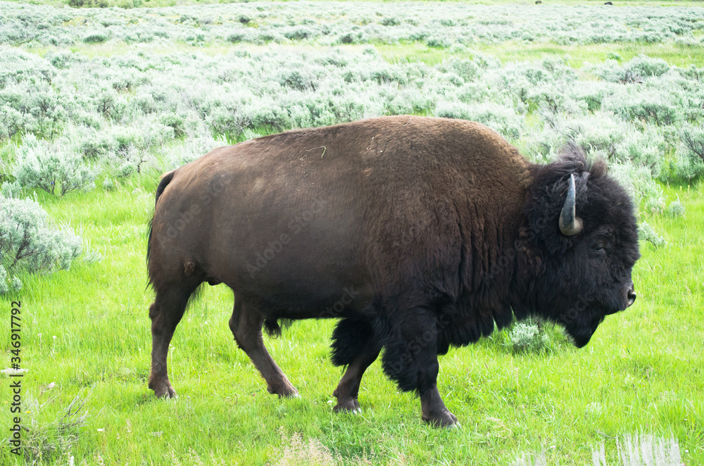 A bison in a valley