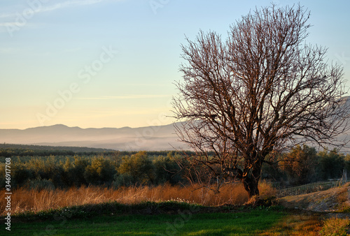 Lonely bare tree and agricultural fields during sunset, Granada, Spain