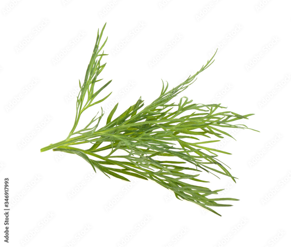 dill branch on a white background, isolated.