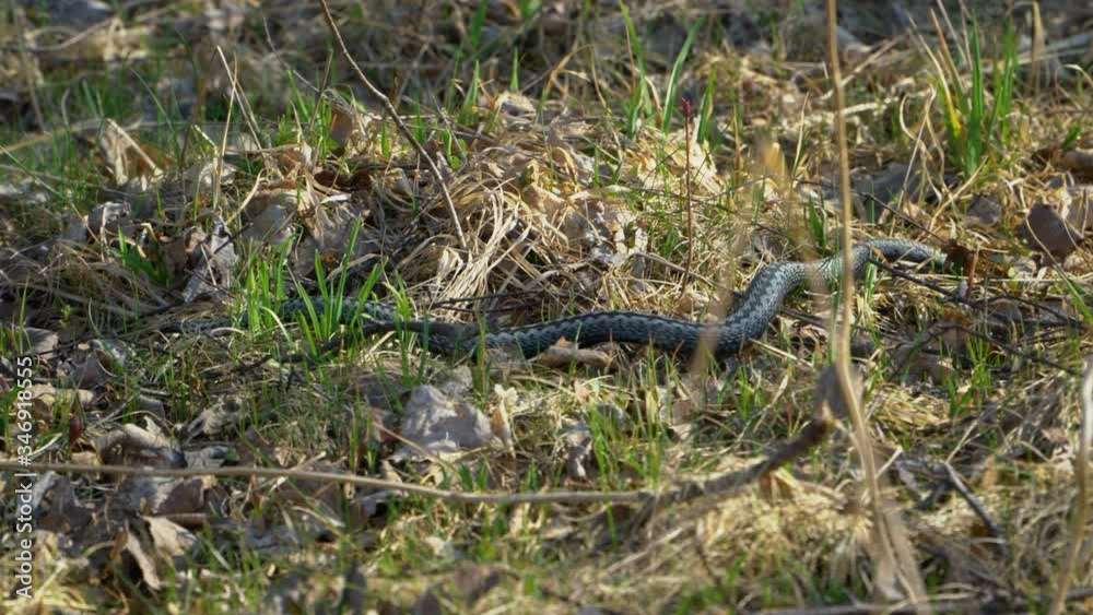 A Viper snake crawls on the grass A Viper snake crawls on the grass