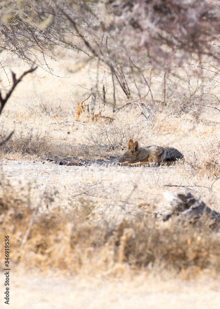 Photo of a resting jackal Photo of a resting jackal