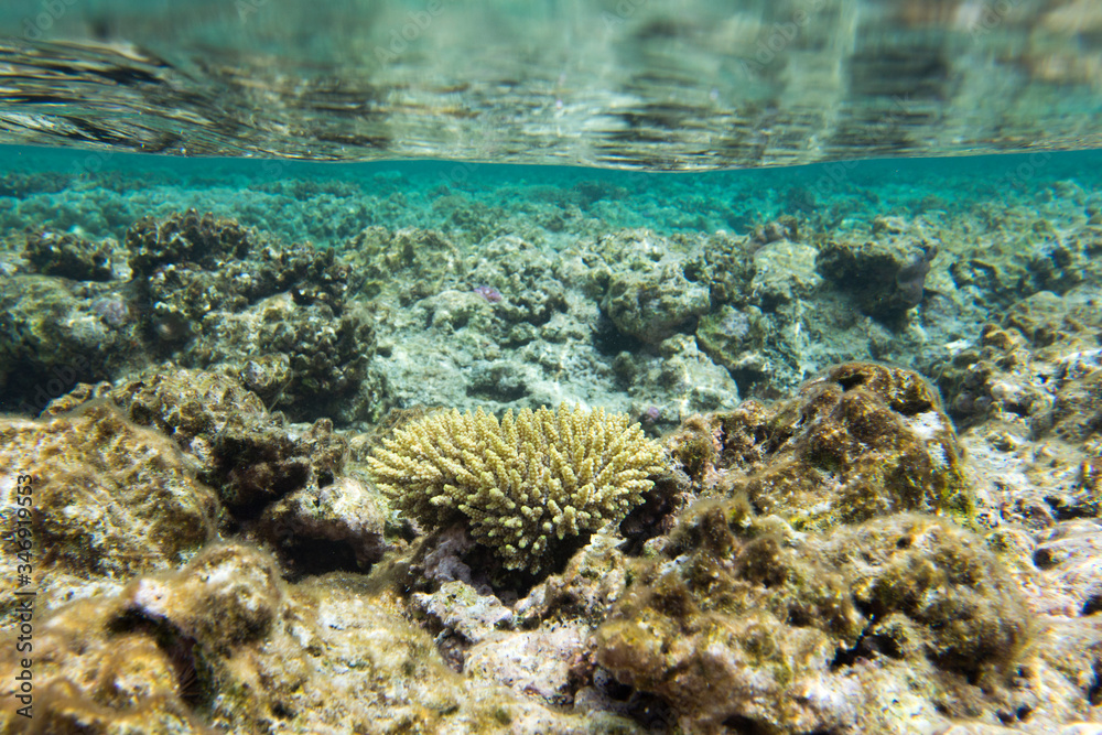 Fototapeta premium A marine life view with corals