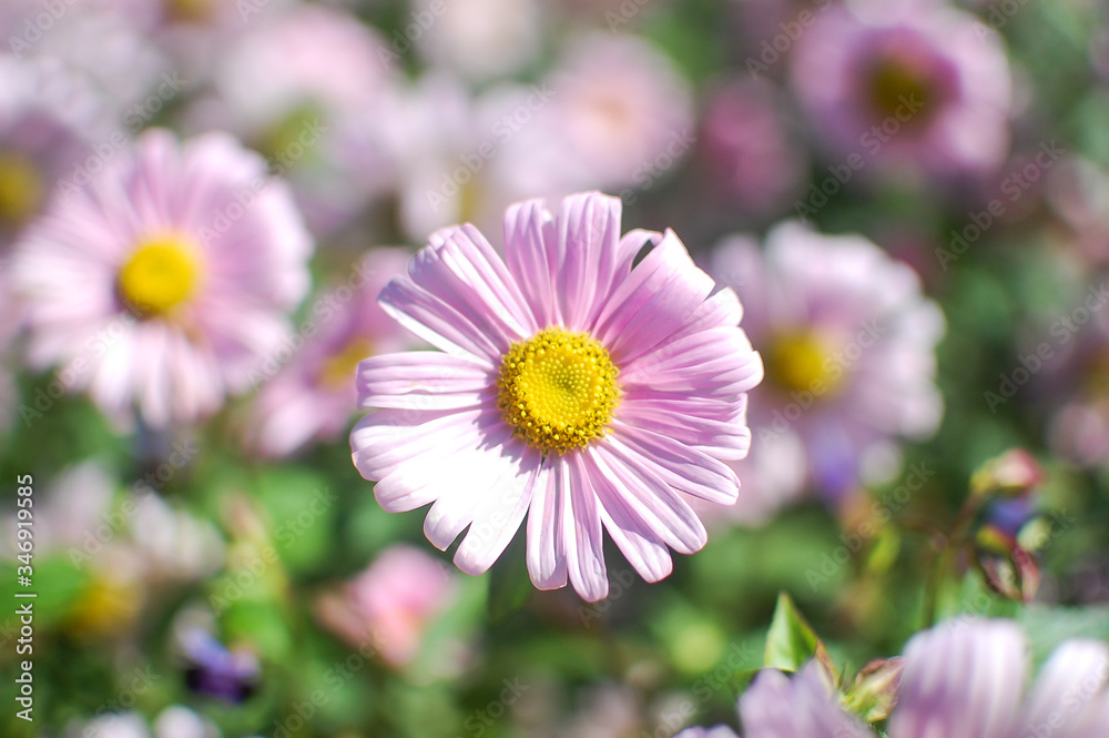 summer season blloming, beautiful pink flower in garden, closeup summer season blloming, beautiful pink flower in garden, closeup