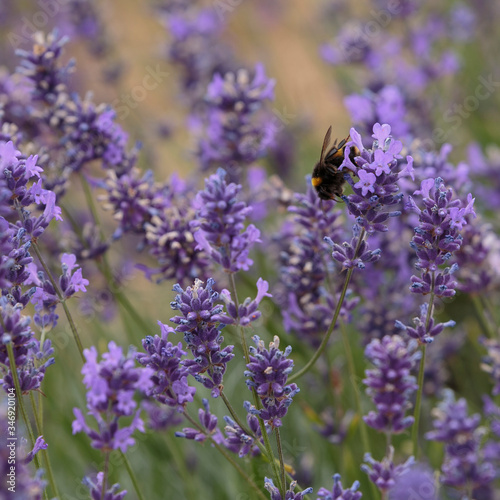 A Buff-Tailed Bumblebee, aka Large Earth Bumblebee, (Bombus terrestris) pollenating Lavender at Mayfield Lavender Farm, Banstead, England photo