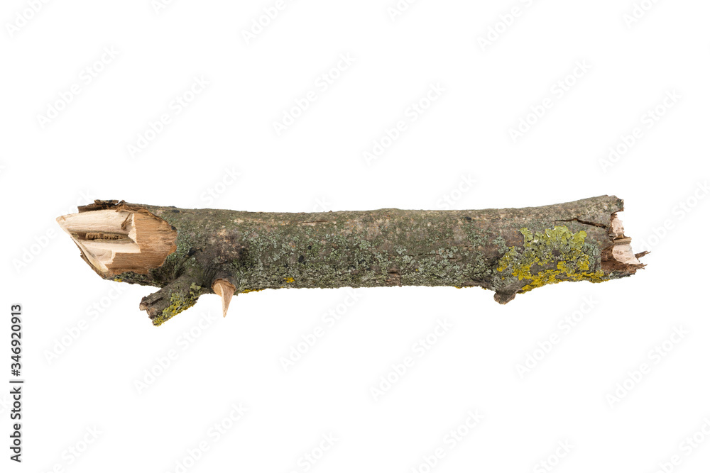 Branch covered with yellow lichen isolated on a white background. A branch of old dry wood is covered with a yellow lichen. Isolated on a white background. Branch covered with yellow lichen isolated on a white background. A branch of old dry wood is covered with a yellow lichen. Isolated on a white background.
