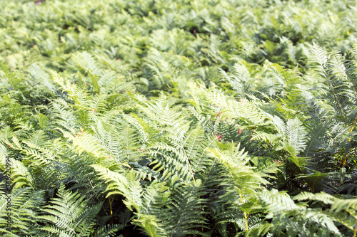 A ferns background picture