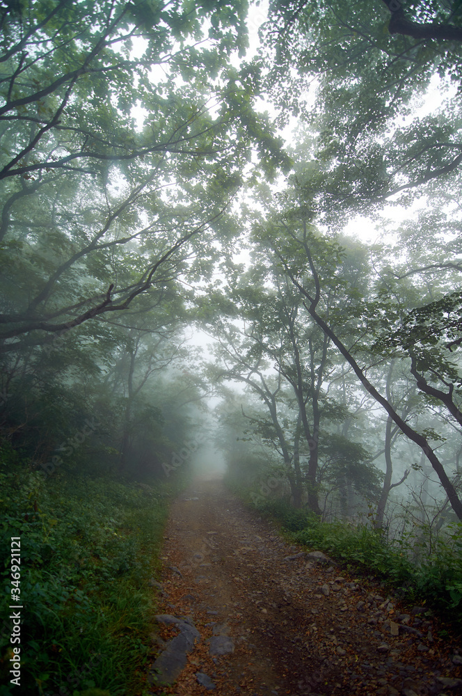 Fototapeta premium Mystic road through foggy forest. Country road in a foggy forest in the early morning in summer.
