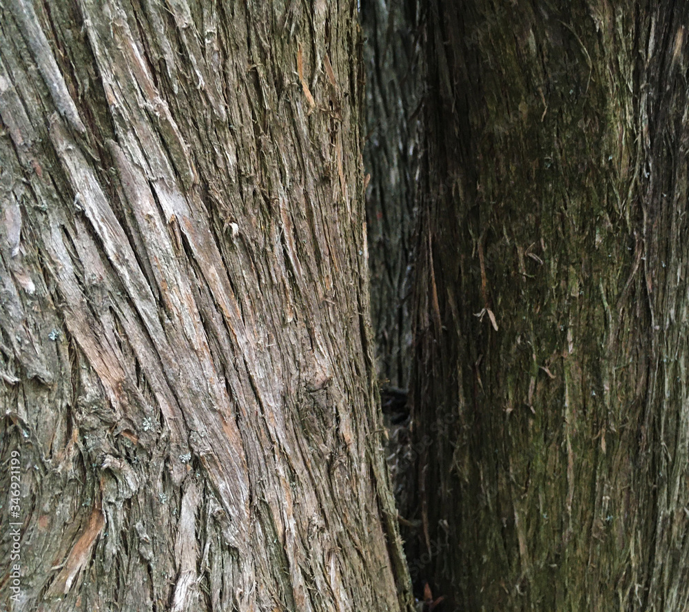 Obraz premium Tree bark in the forest. Spring. Macro shooting, Closeup