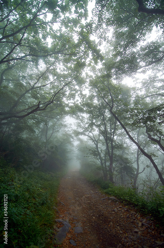 Mystic road through foggy forest. Country road in a foggy forest in the early morning in summer.