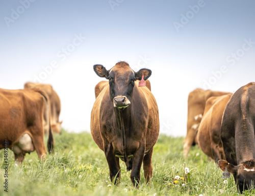 Fototapeta Naklejka Na Ścianę i Meble -  Jersey Cow grazing in field stops 