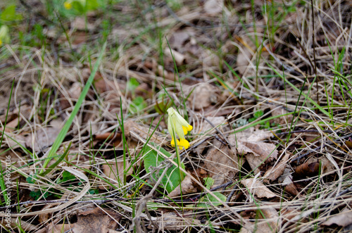 Photo of wild primrose photo in the forest