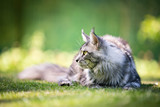 silver tabby maine coon cat outdoors in garden looking to the side