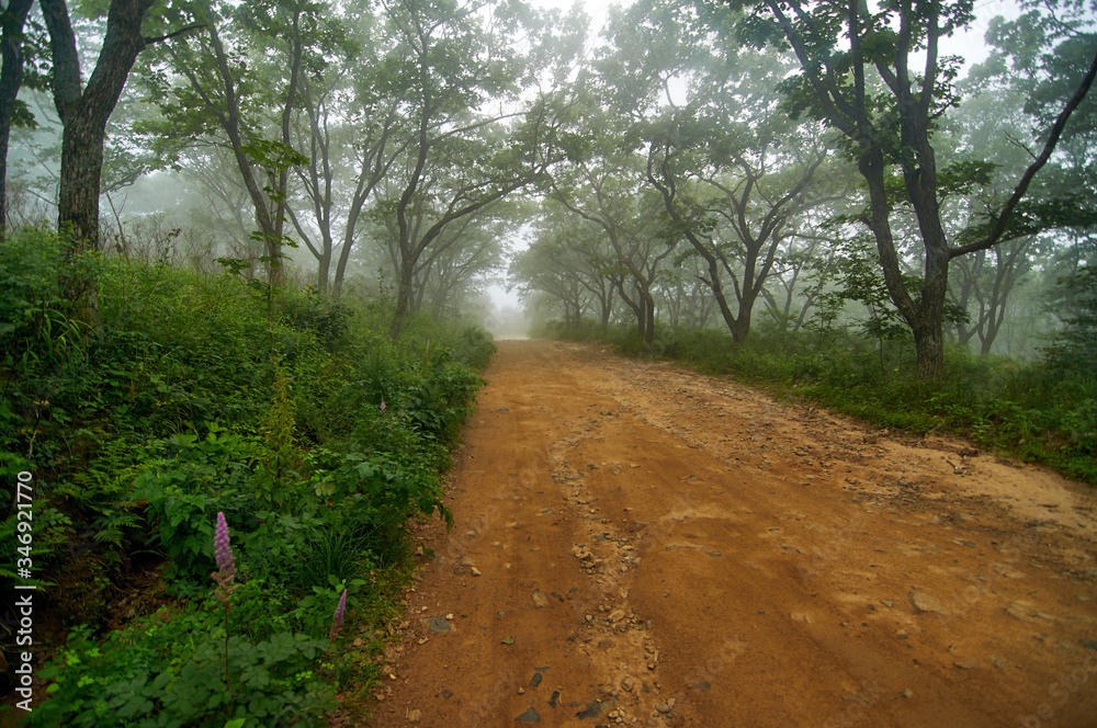 Obraz premium Mystic road through foggy forest. Country road in a foggy forest in the early morning in summer.
