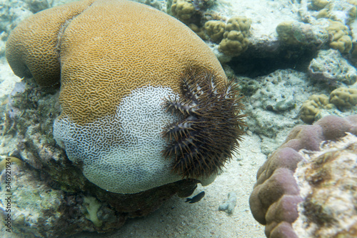 A crown of thorns starfish