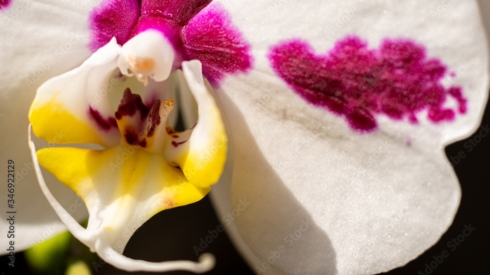 Macro orchideen Macro orchideen