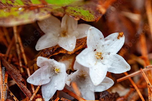 Photography Trailing Arbutus in New Hampshire